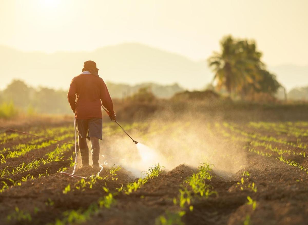 Grossesse : l'exposition au glyphosate associée à un petit poids de naissance