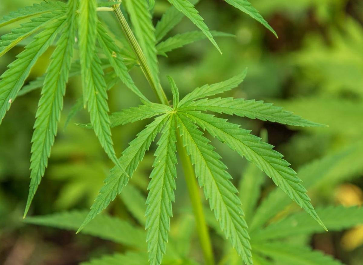 Cannabis : 51% des Français en faveur de sa dépénalisation