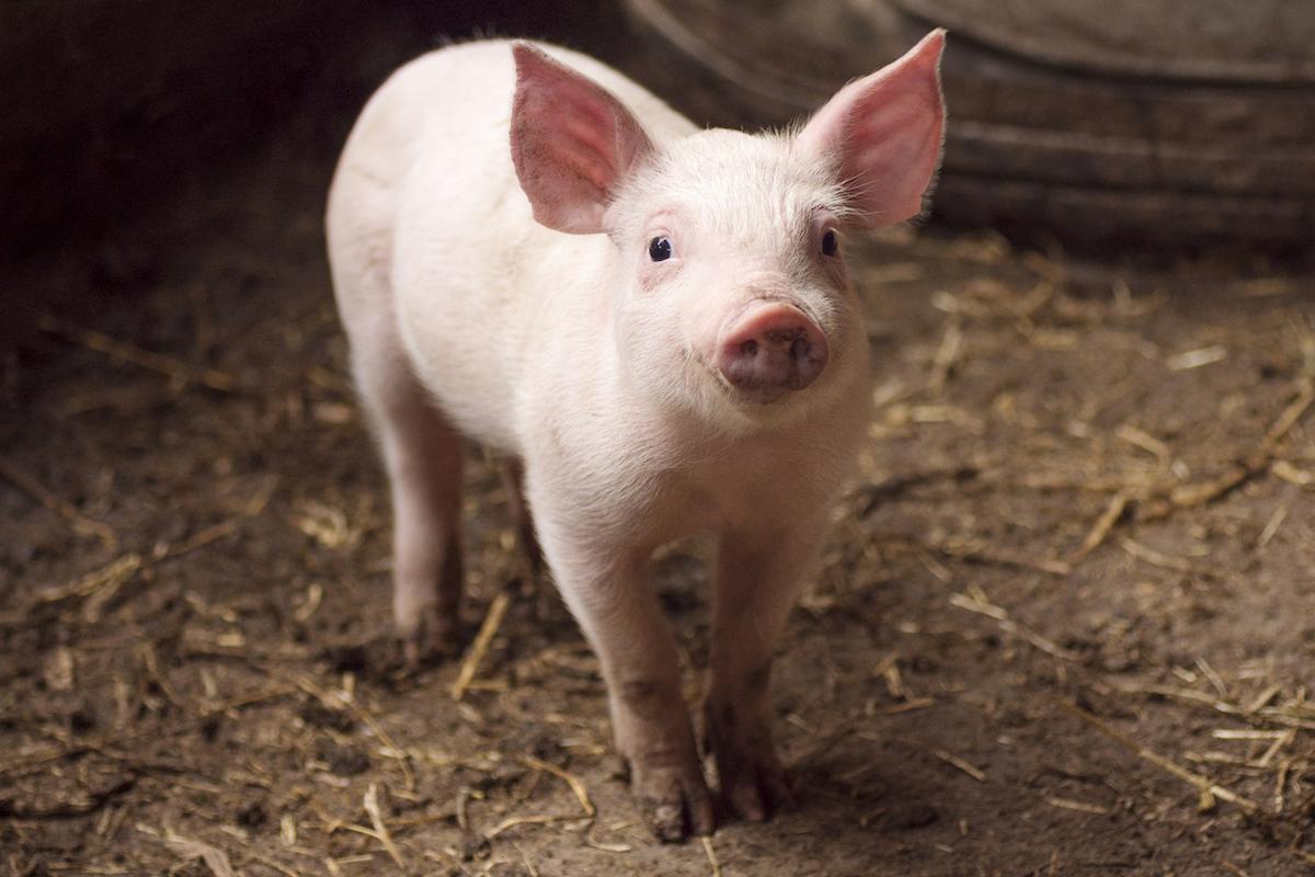 Xénogreffe : décès de l’homme qui a reçu le 1er cœur de porc génétiquement modifié