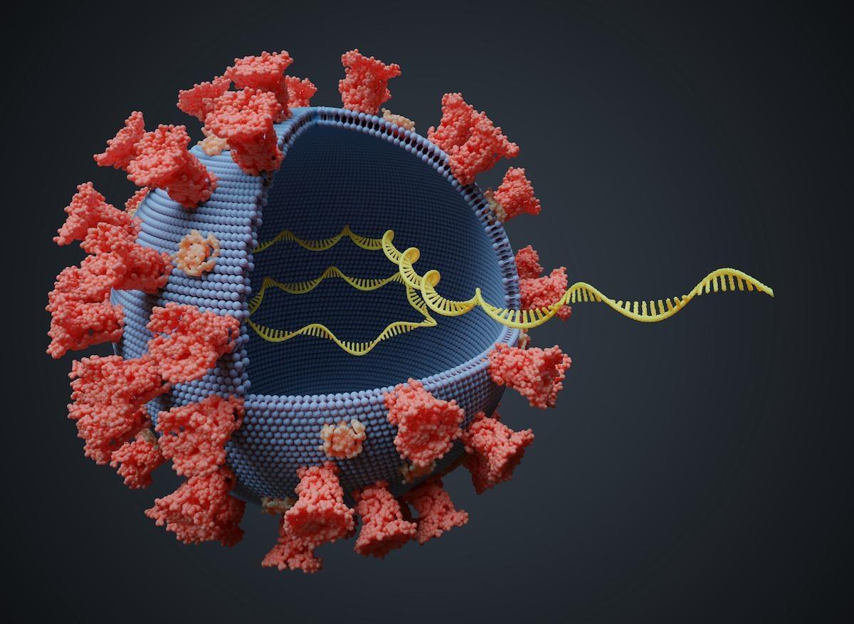 SARS-CoV-2 : mode d'émergence des variants et risques potentiels