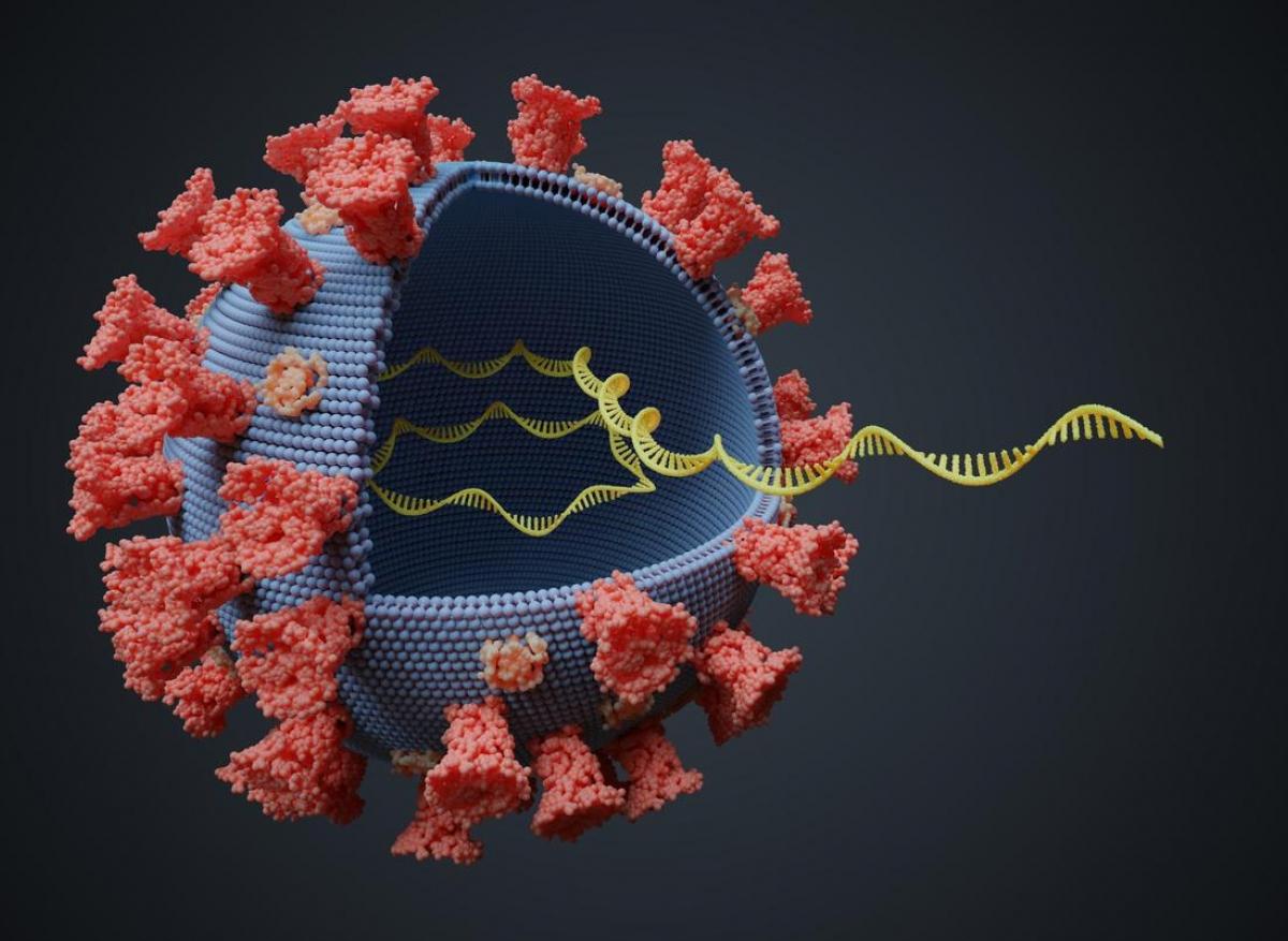 Covid-19 : l'ANSM refuse d'autoriser le traitement par ivermectine