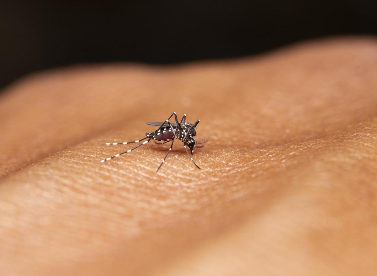 Dengue : l'épidémie repart aux Antilles