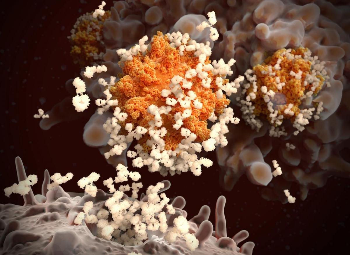 Covid-19 et vaccins ARNm : l’immunité pourrait durer des années