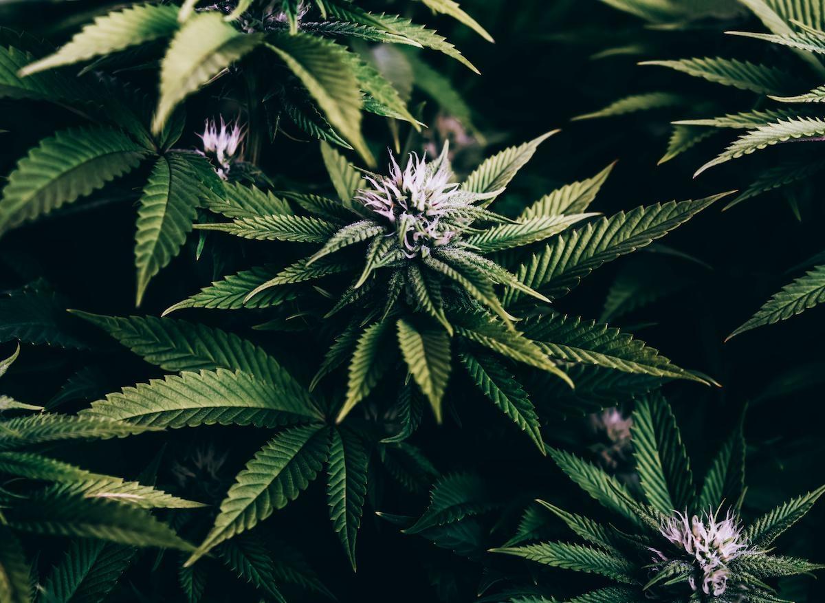 Cannabis : augmentation de 14% de la concentration en THC depuis 1970