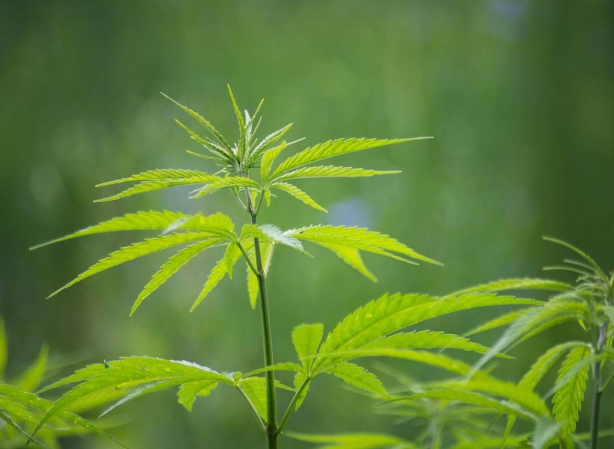 Cannabis médical : des nouvelles de l’expérimentation française