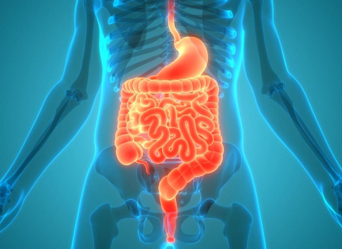 Diabète de type 1 : jouer sur le microbiote intestinal pour éviter son apparition