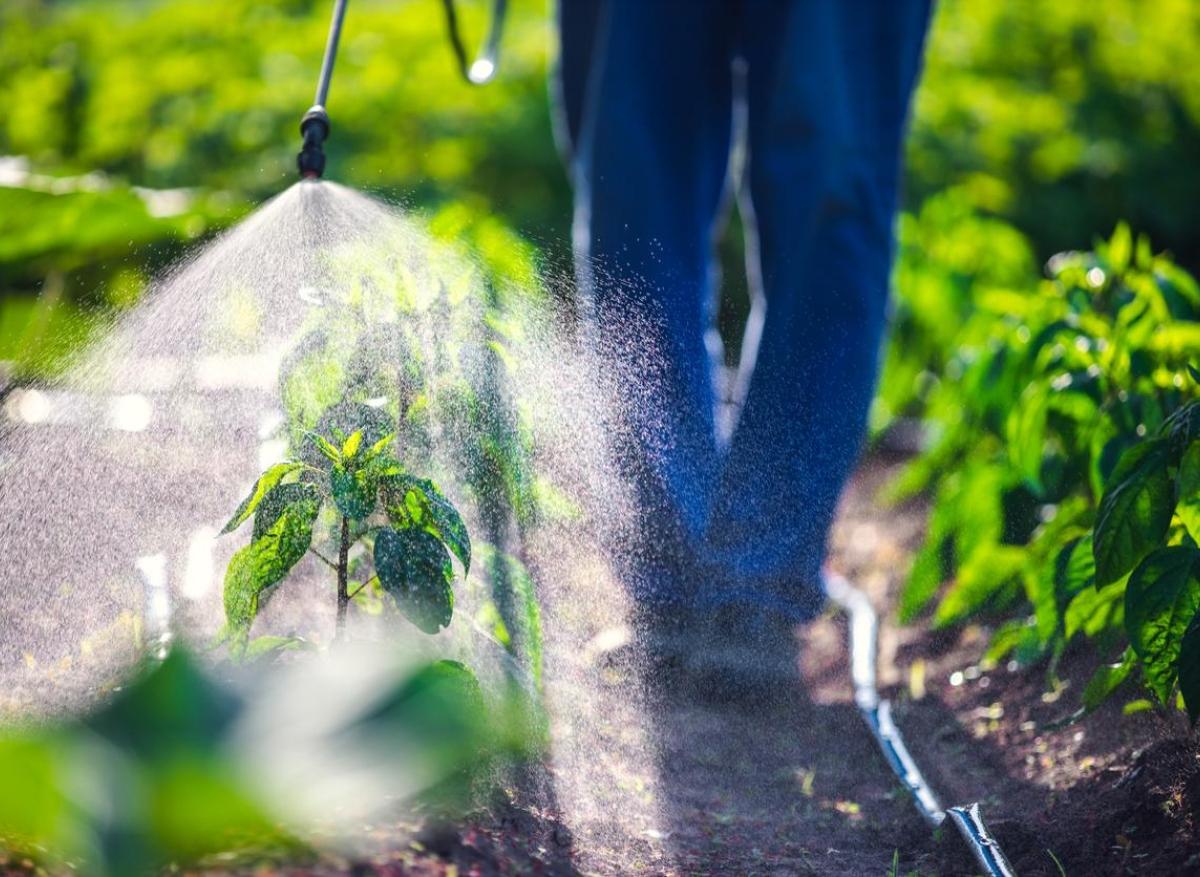 PFAS : ils aggravent la toxicité de certains pesticides