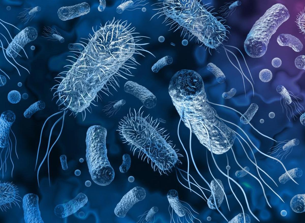 Résistance aux antibiotiques : un nouveau polymère contre les superbactéries