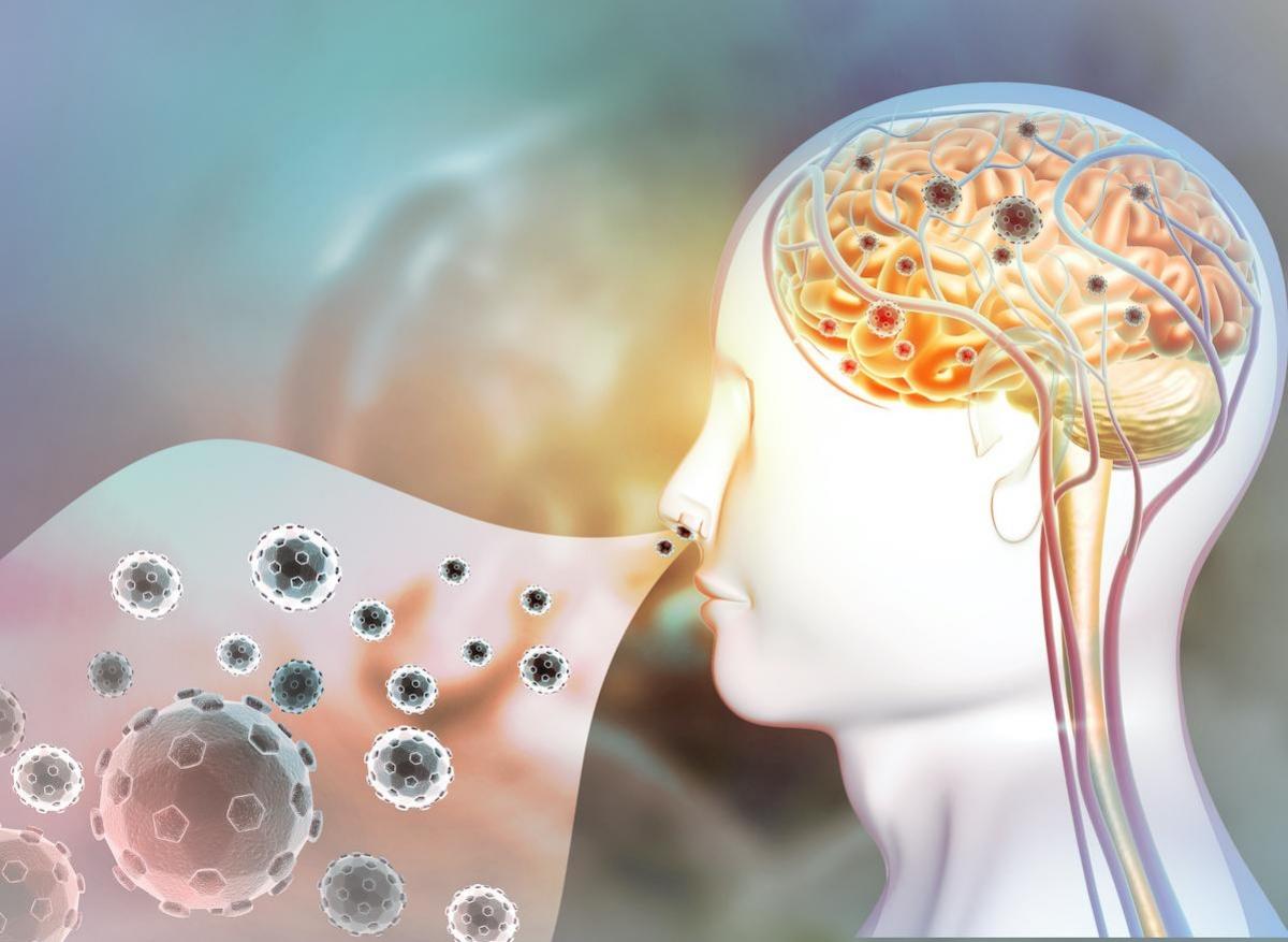Covid-19 : un accès au cerveau par les cellules nerveuses olfactives