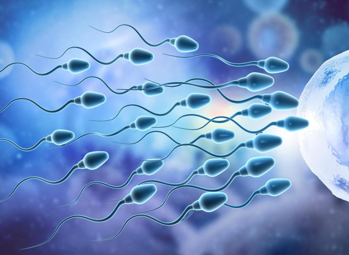Infertilité masculine : un nouveau mécanisme génétique découvert 