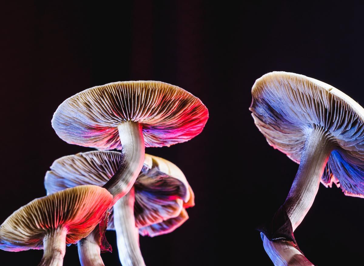 Dépression : intérêt potentiel des champignons hallucinogènes à long terme