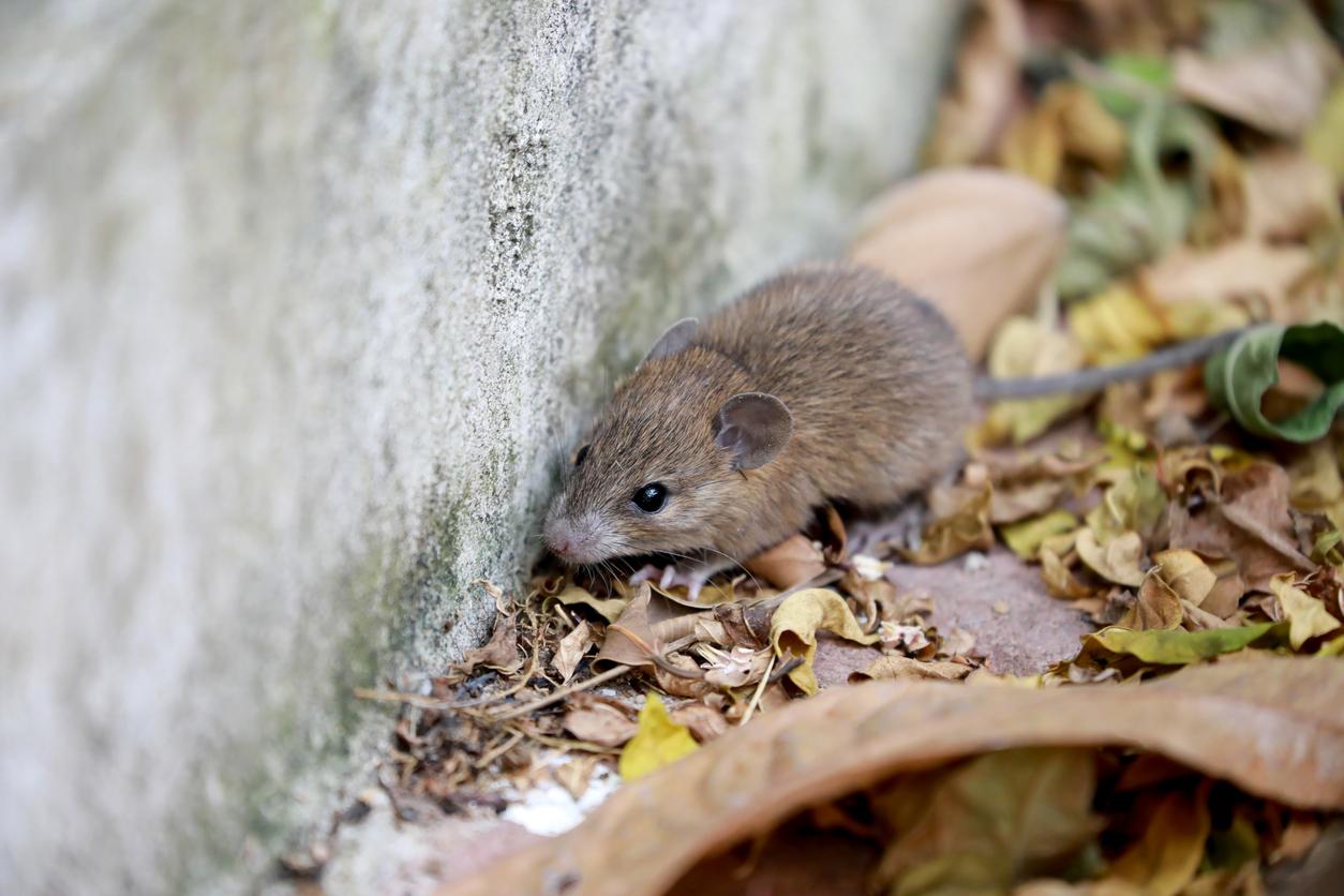 Trois morts contaminés sur un bateau de croisière : c’est quoi le hantavirus ?