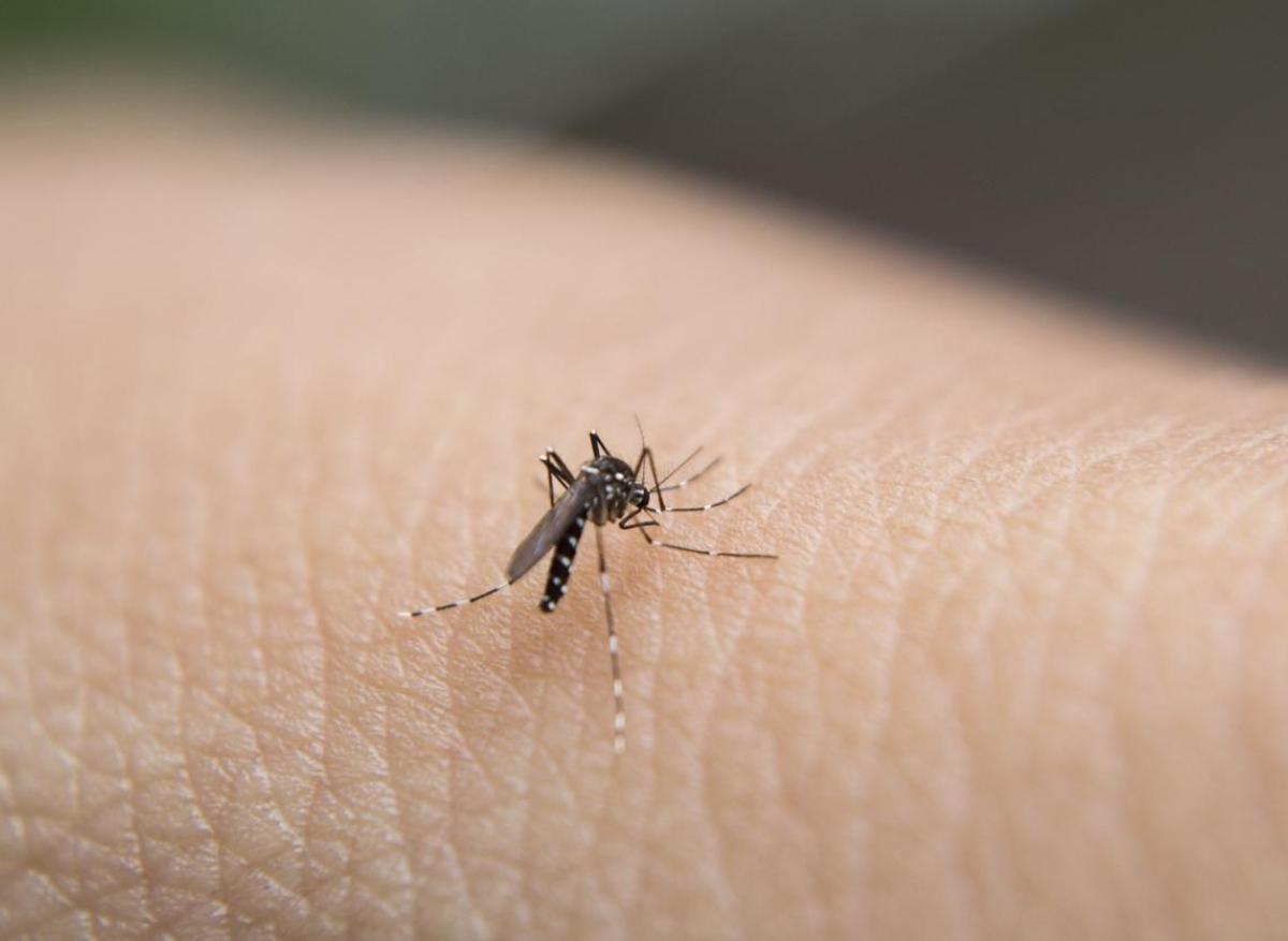 Dengue : la crainte d'une épidémie en métropole cet été