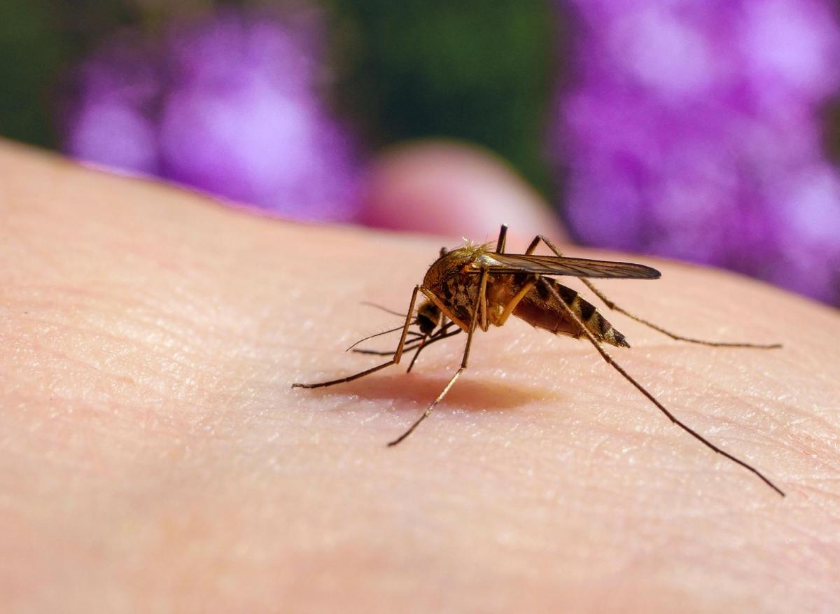 Paludisme : des parasites génétiquement modifiés pour vacciner