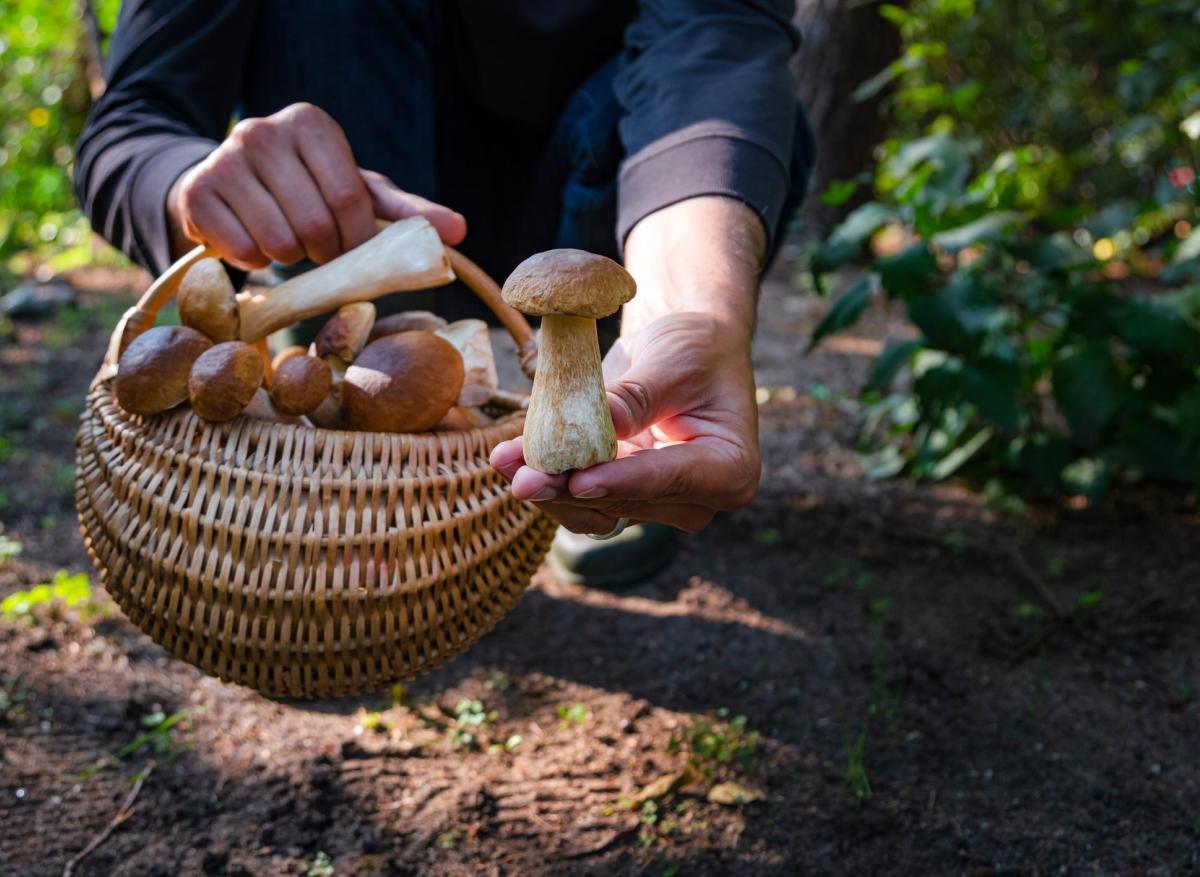 Intoxication aux champignons : 600 cas enregistrés depuis juillet