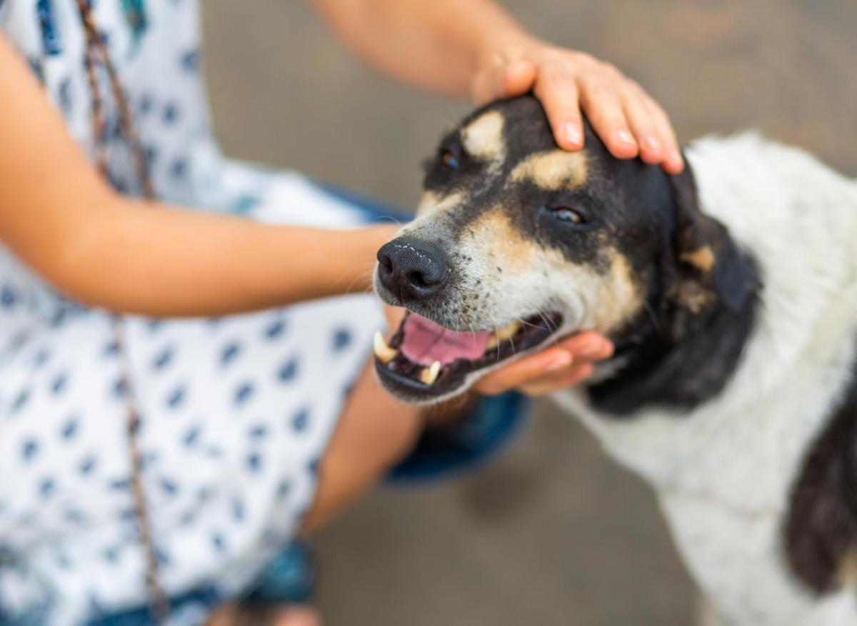 Salive des chien : un risque d'infection sévère à Capnocytophaga canimorsus