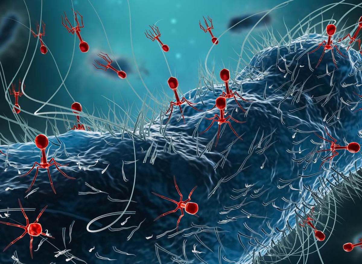 Intoxications alimentaires : des phages contre les entérobactéries