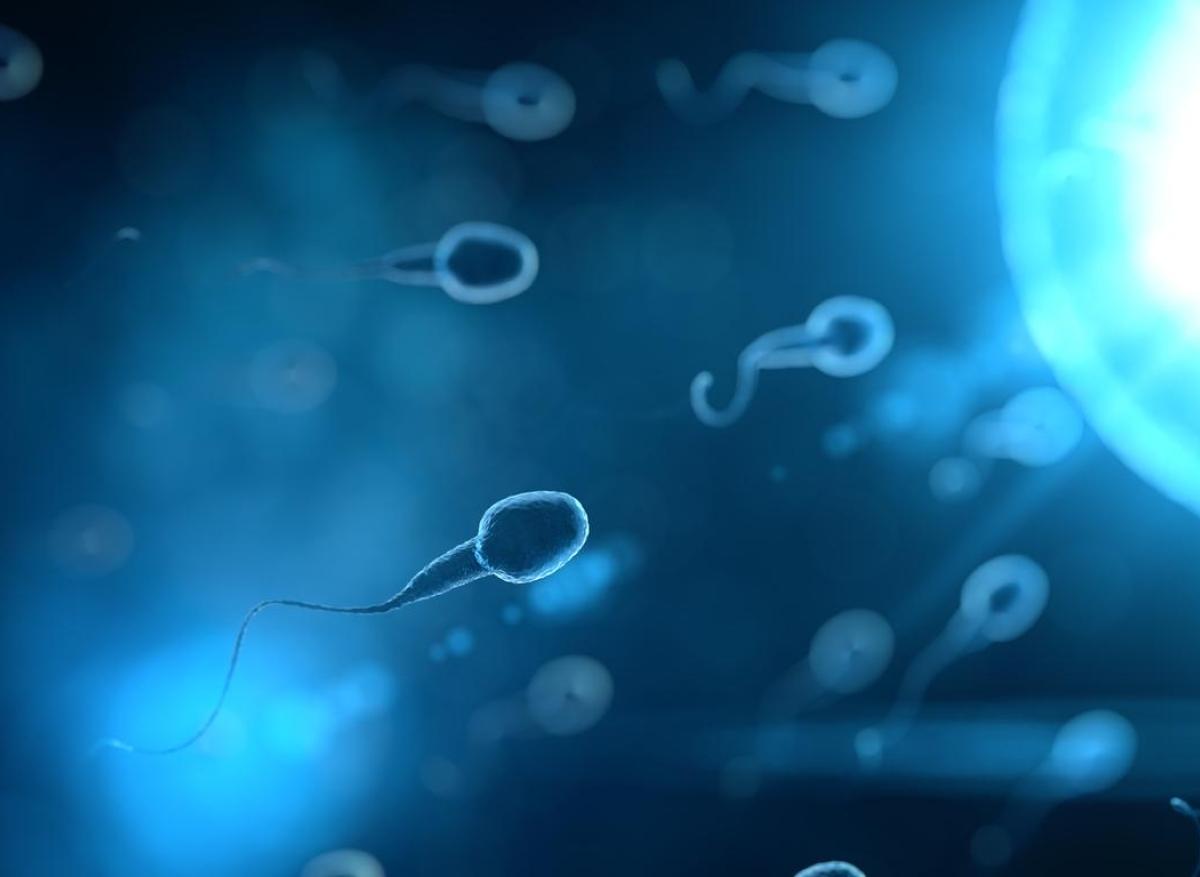 Fertilité : le déclin alarmant du nombre de spermatozoïdes est mondial