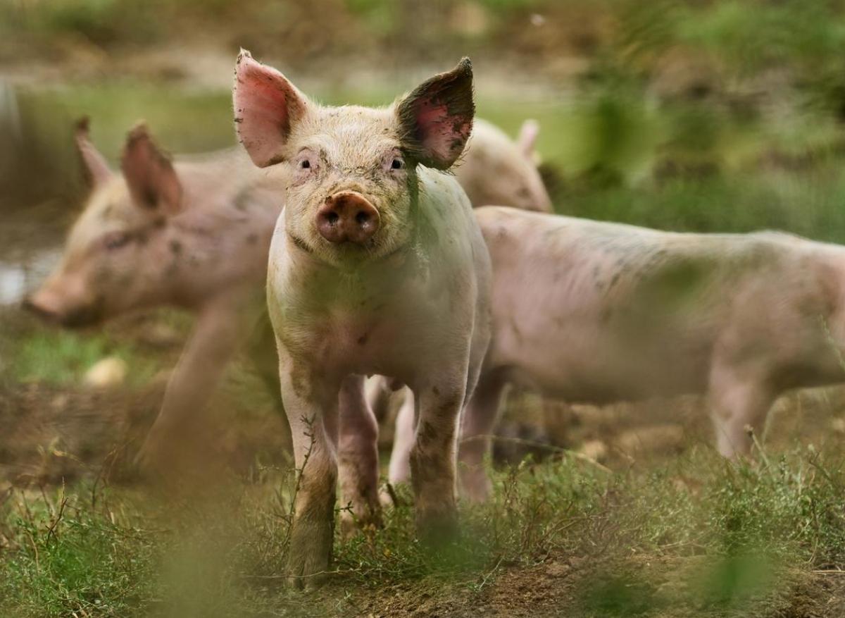 Insuffisance rénale : un rein de porc transplanté sur un patient vivant