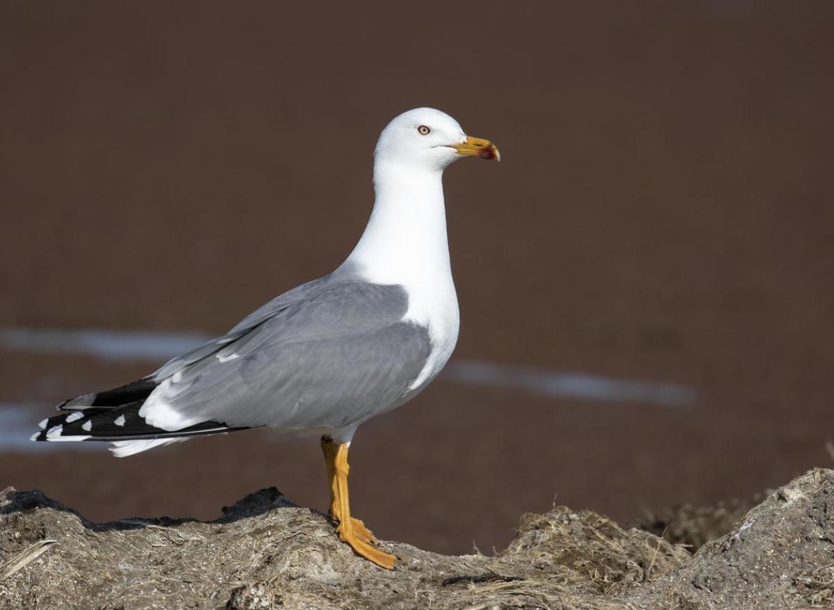 Epizootie H5N1 : 45 communes sous surveillance pour l'infection d'un goéland