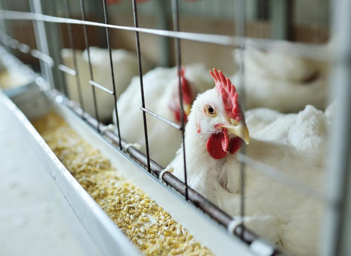 Grippe aviaire : évolution rapide du virus H5N1 