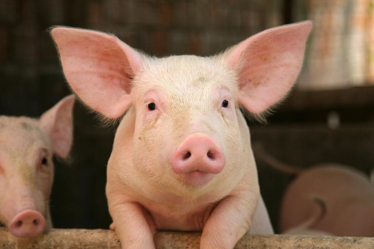 Xenotransplantation : un patient survit 171 jours avec une greffe de foie de porc