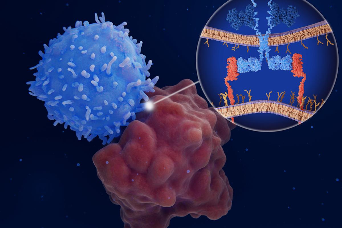 CAR-T cell : un test pour prévenir l’apparition d’une neurotoxicité