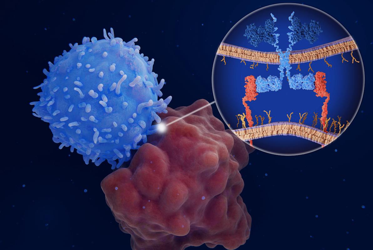 Lymphome non-hodgkinien en rechute : efficacité d’un nouveau CAR-T cell blindé