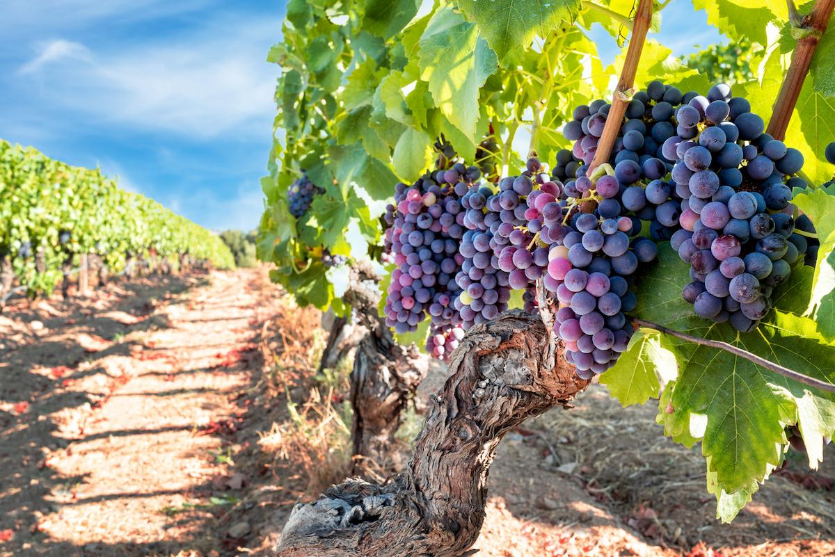 Leucémies de l'enfant : des risques associés à la vie près des vignes