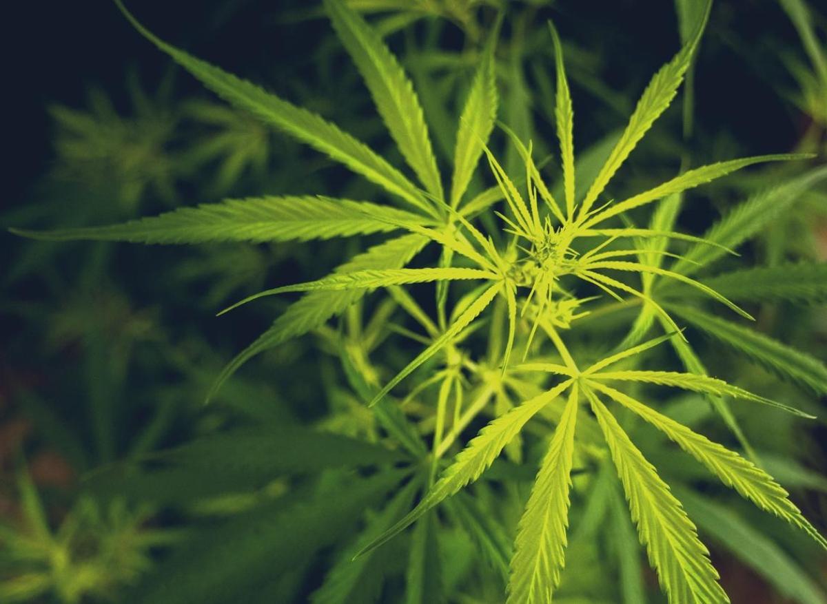 Méthamphétamine : le cannabis pourrait aider à lutter contre les overdoses