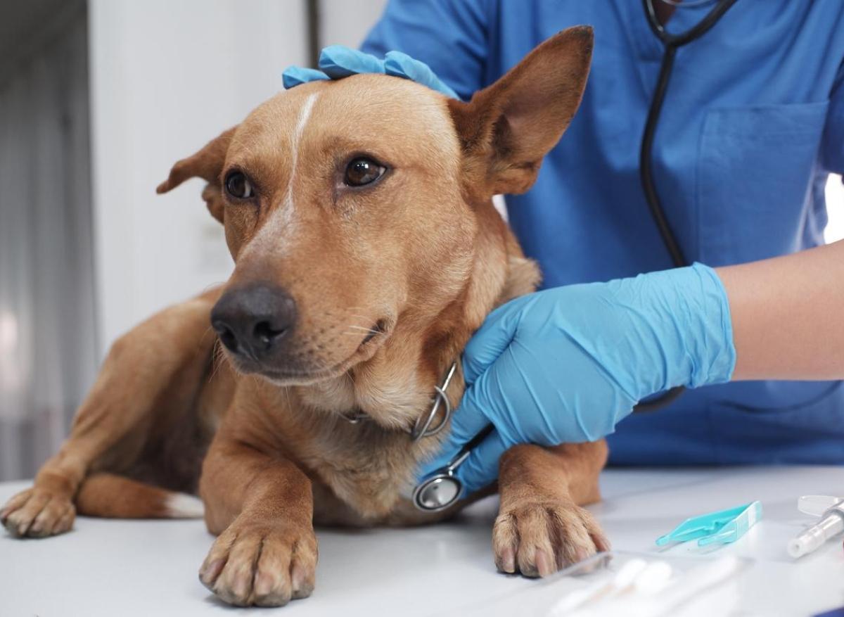 États-Unis : une infection respiratoire inconnue se propage rapidement chez les chiens 