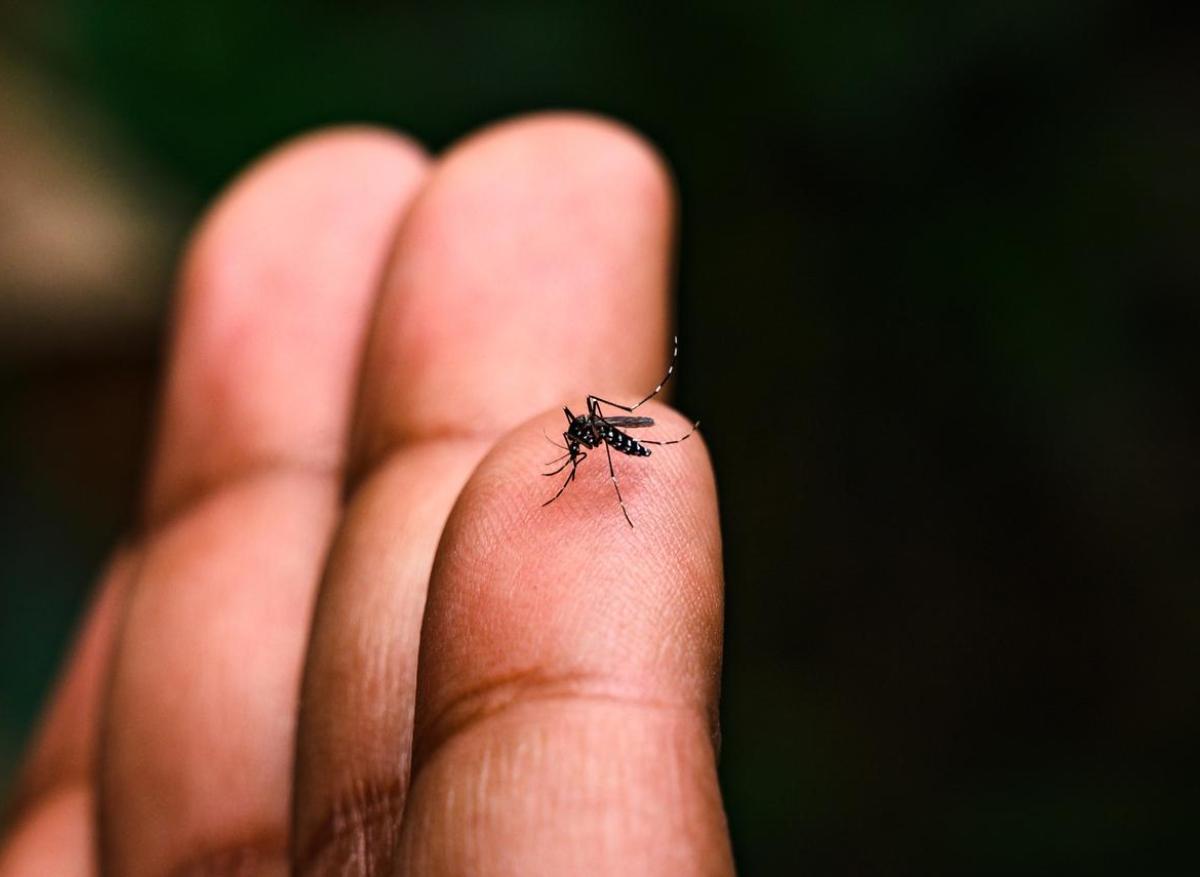 Chikungunya : un 1er vaccin arrive bientôt en Europe