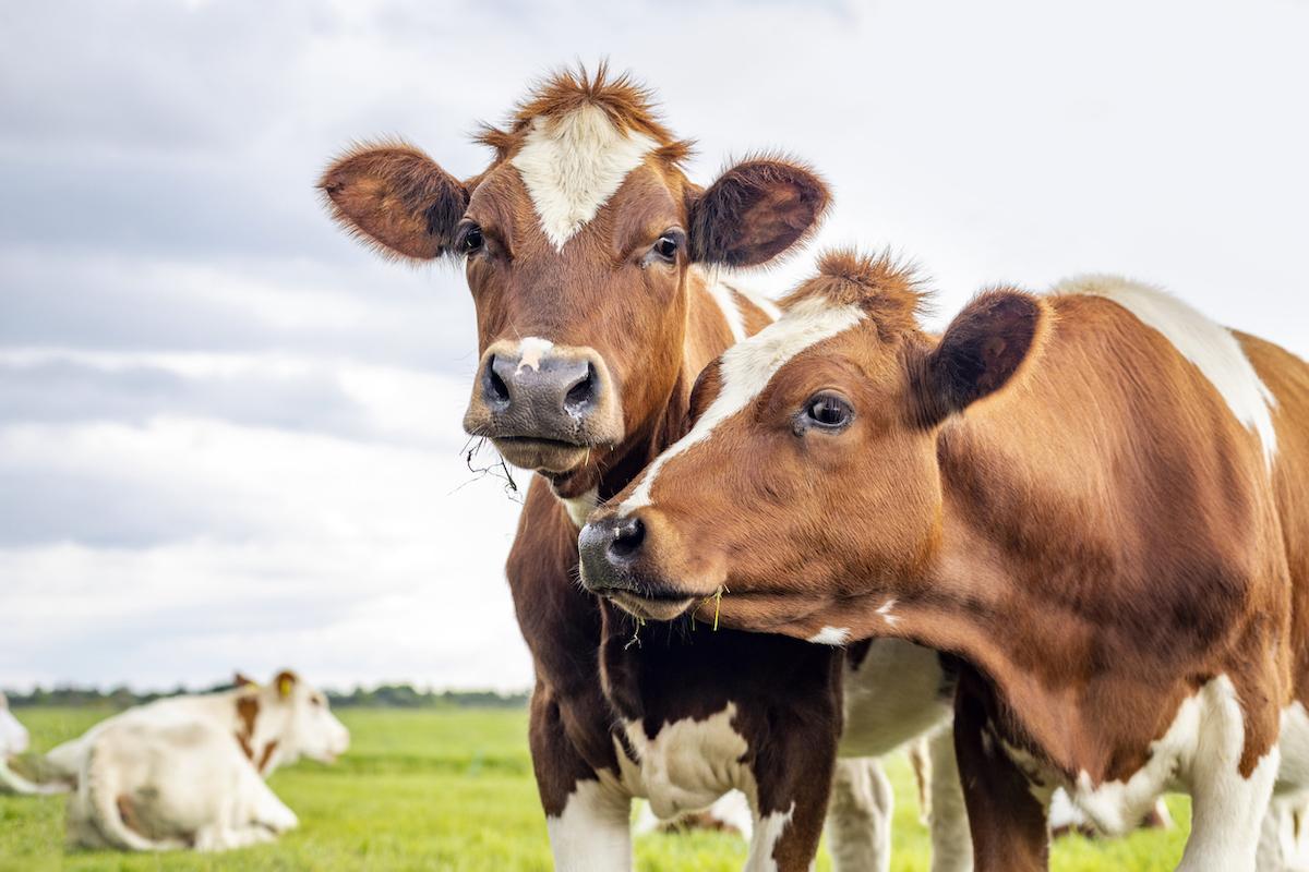 Grippe aviaire : un 3ème travailleur agricole infecté aux États-Unis qui réagissent