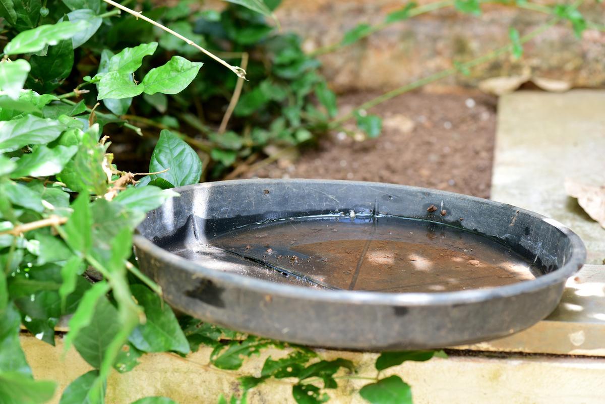 Dengue : épidémie sévère au Brésil et risques pour l'hémisphère nord