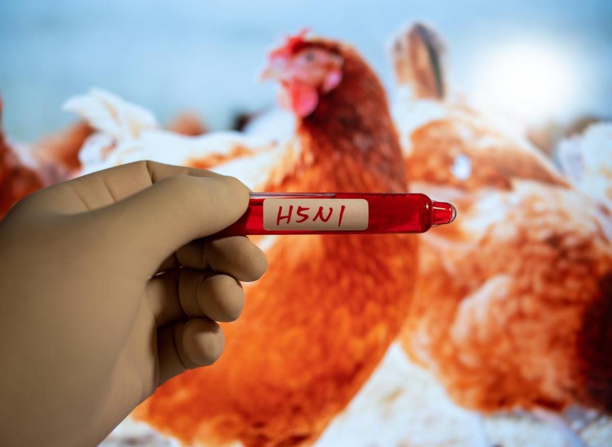 Grippe aviaire H5N1 : un arrêté pour restreindre la chasse dans le Nord