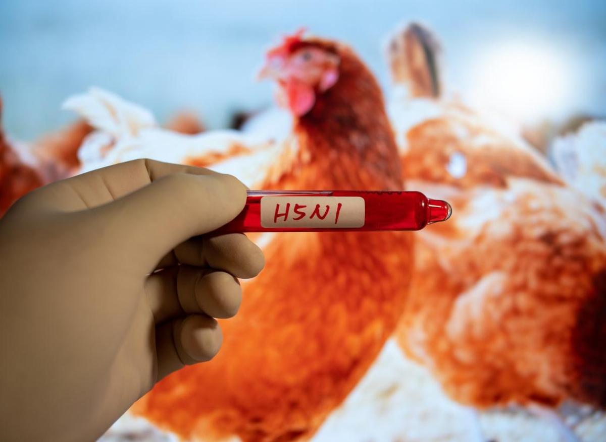 Grippe aviaire : une nouvelle souche inquiète l’OMS