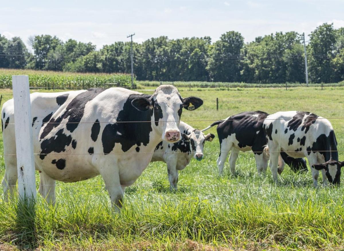 Grippe aviaire : 1ers cas détectés chez des vaches aux Etats-Unis