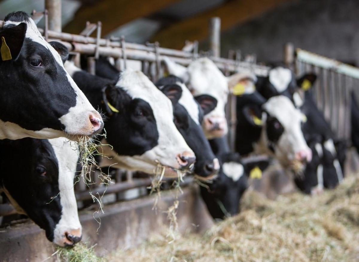 Grippe aviaire : nombreux virus H5N1 dans le lait des vaches contaminées