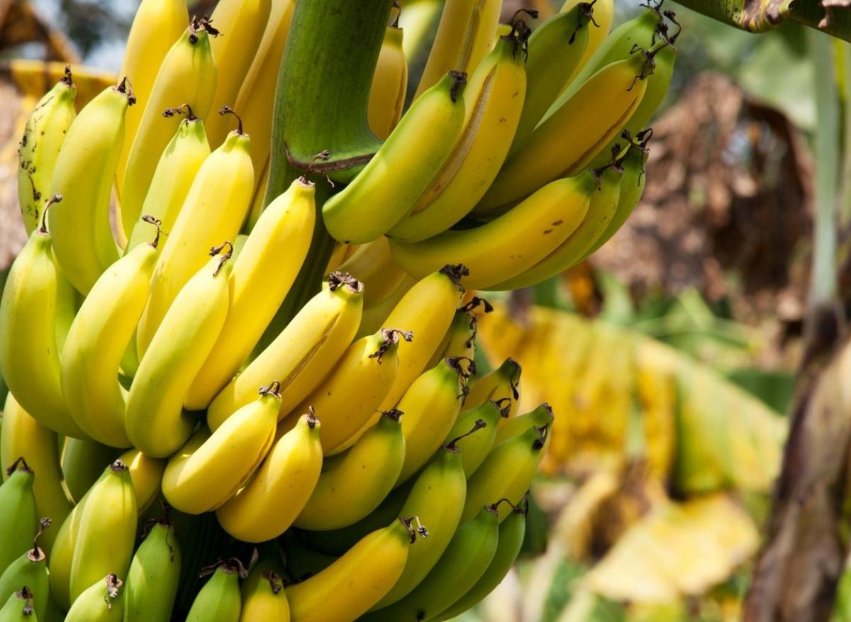 Chlordécone : plusieurs pathologies associées à ce pesticide 