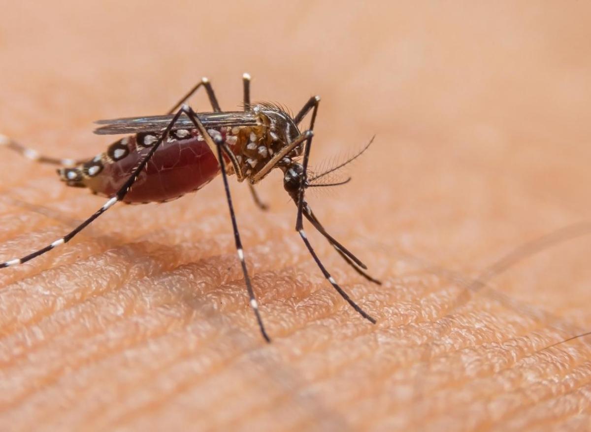 Dengue : 2 nouveaux cas autochtones en Occitanie 