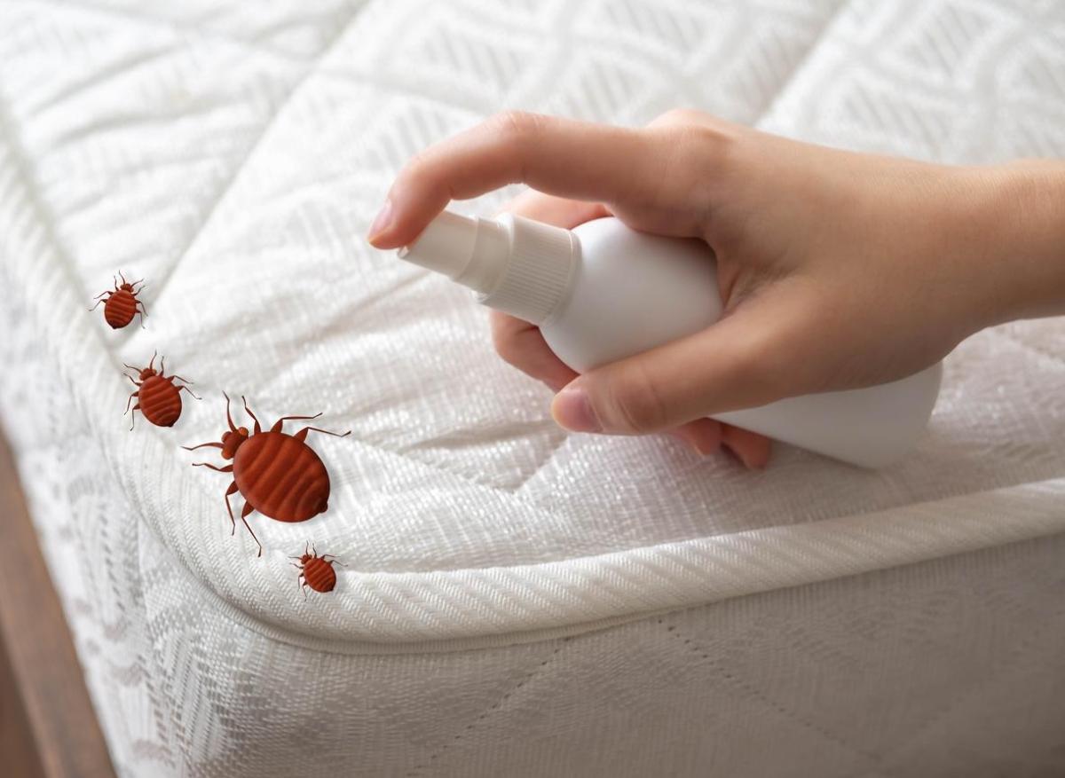 Punaises de lit : mise en garde de l’Anses sur le risque d’intoxication avec un insecticide