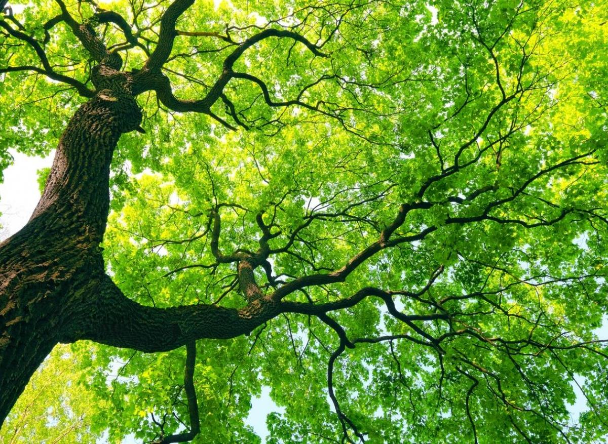 Syndrome de l’homme-arbre : découverte d'une susceptibilité génétique