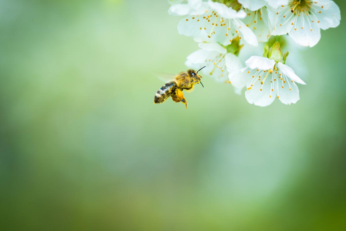 Pollinarium : des jardins comme météo des pollens et pour mieux traiter les allergies