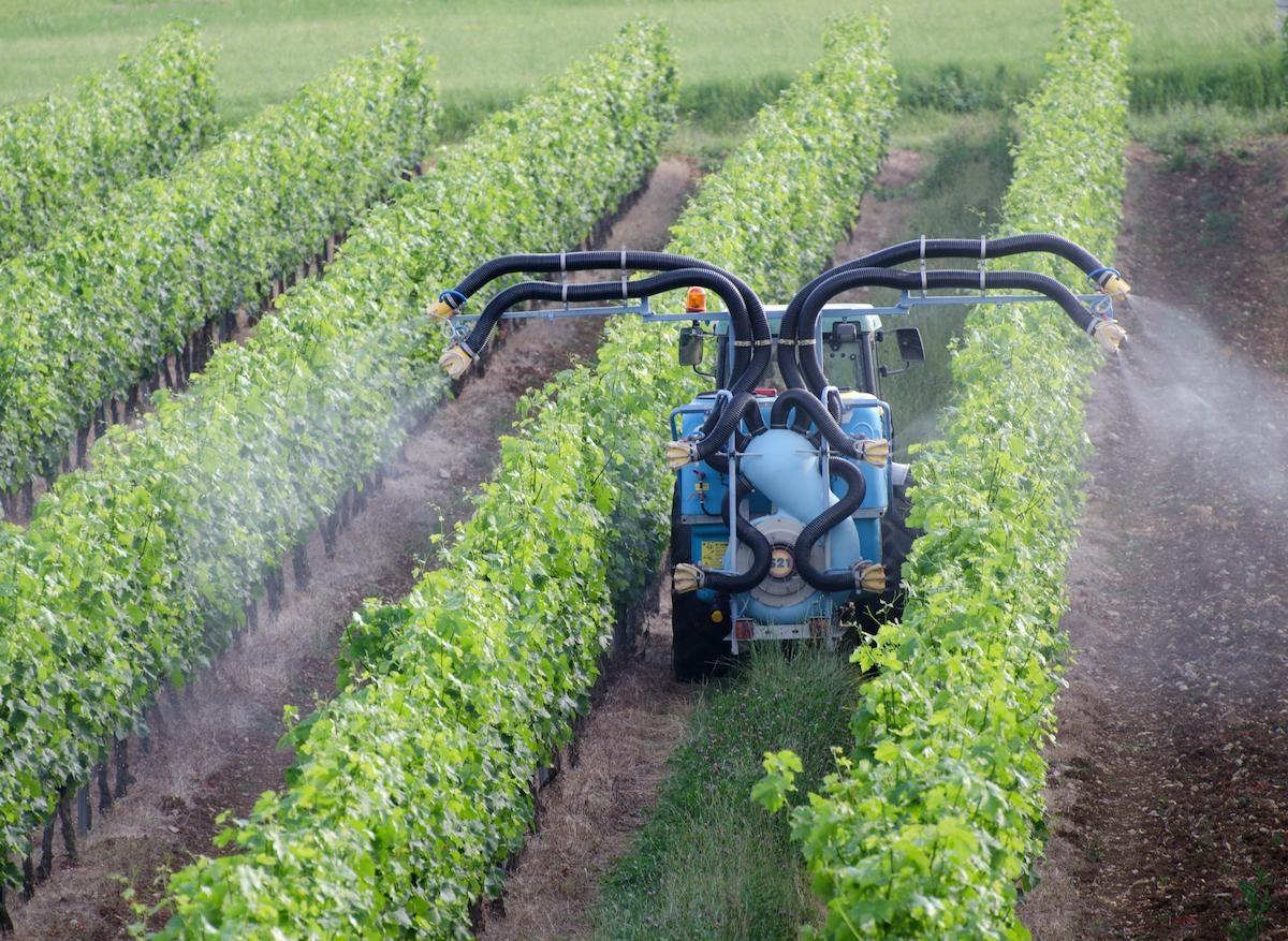 Pesticides : un lien avec la leucémie myéloïde aiguë