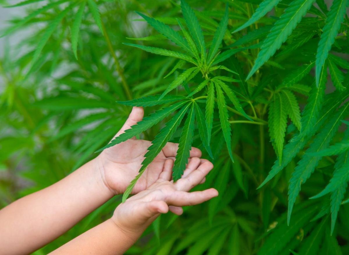Cannabis : intoxications de plus en plus fréquentes avant 6 ans