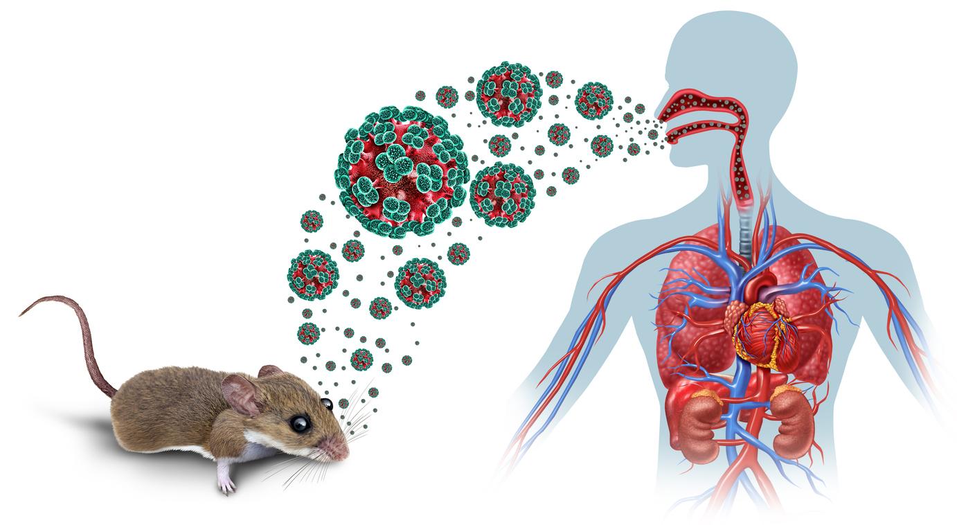 Hantavirus : ce que le Covid a changé… et ce qu’il n’a pas changé