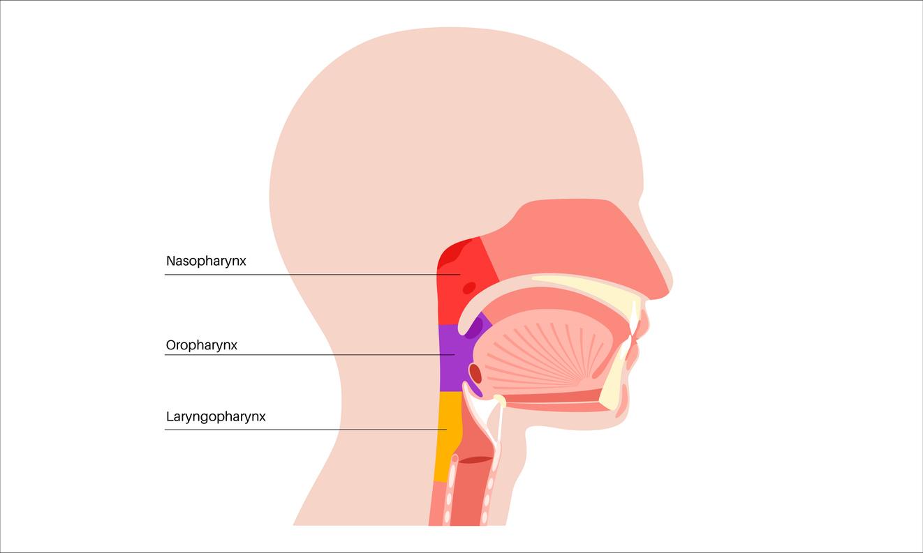 Carcinome du nasopharynx récidivant ou métastatique : 1ère thérapie ciblée désormais disponible