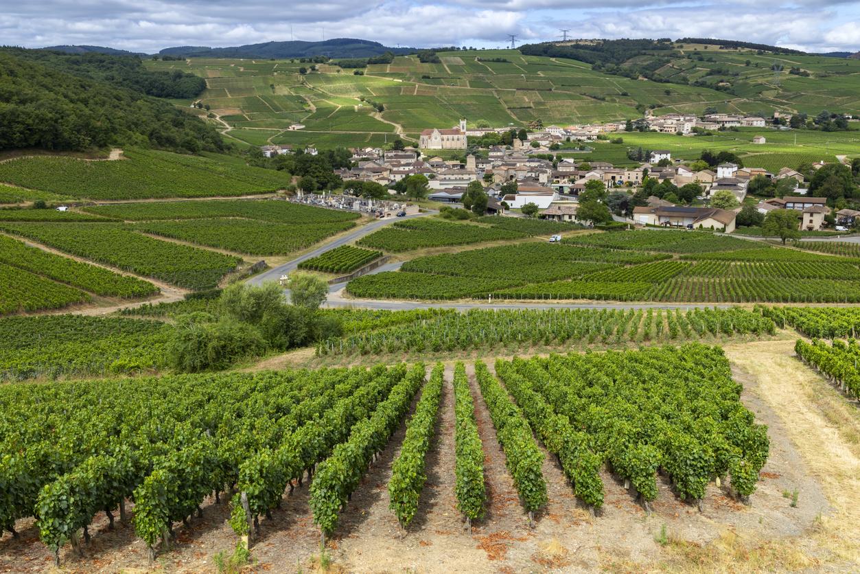 Pesticides : les personnes les plus exposées habitent à côté des vignes