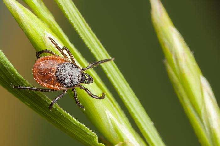 Maladie de Lyme : toutes les tiques ne sont pas infectantes