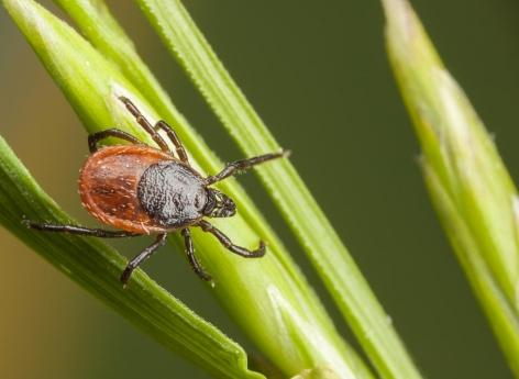 Lyme : 80% des consultants à l'hôpital souffrent en fait d'une autre pathologie